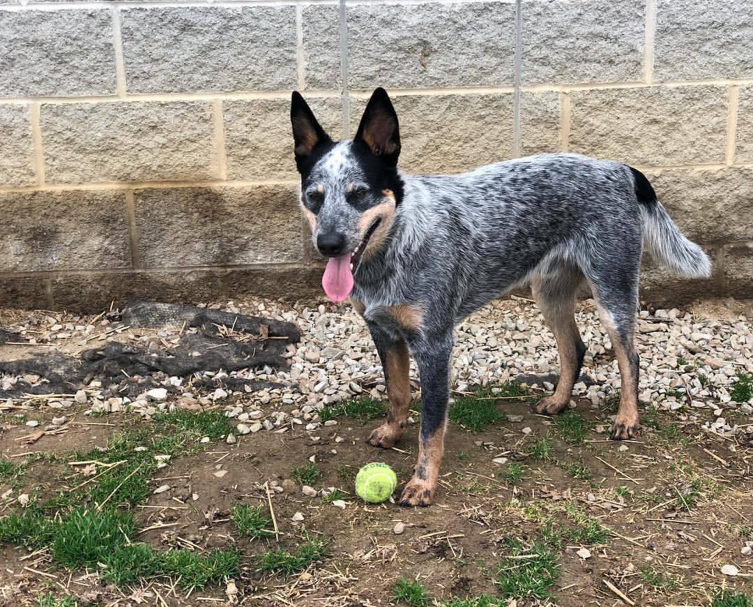 Australian Cattle Dog