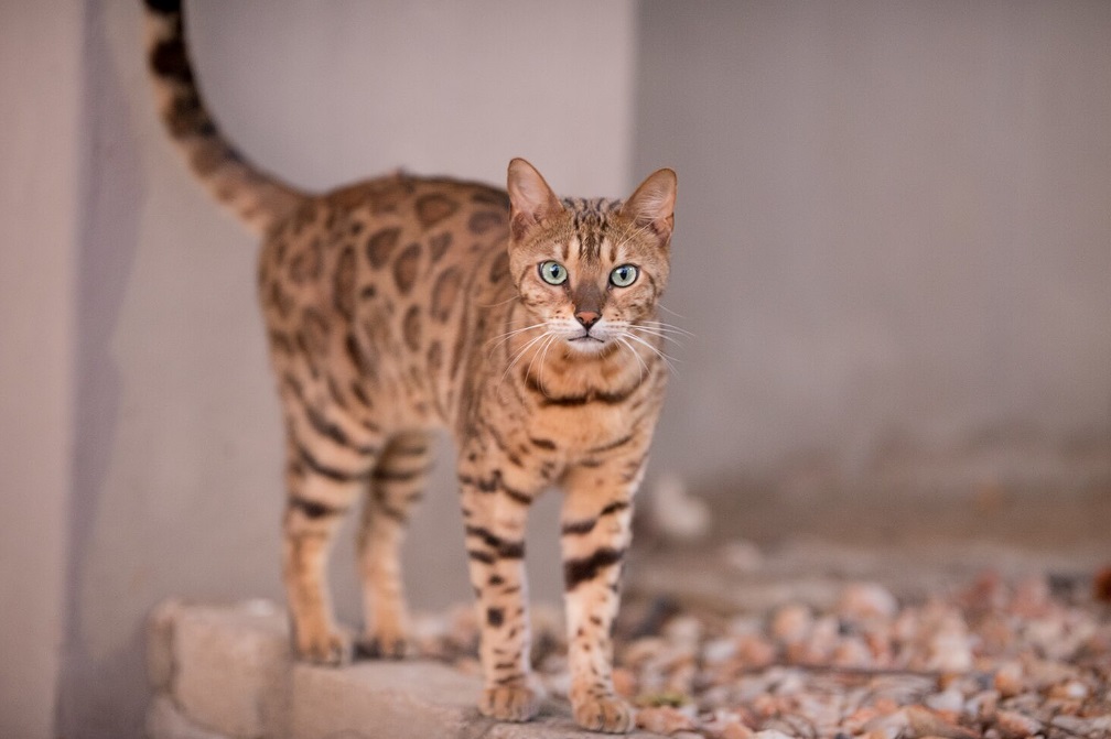 Bengal