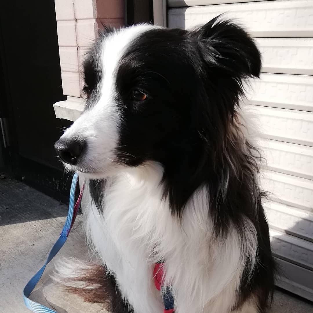 Border Collie