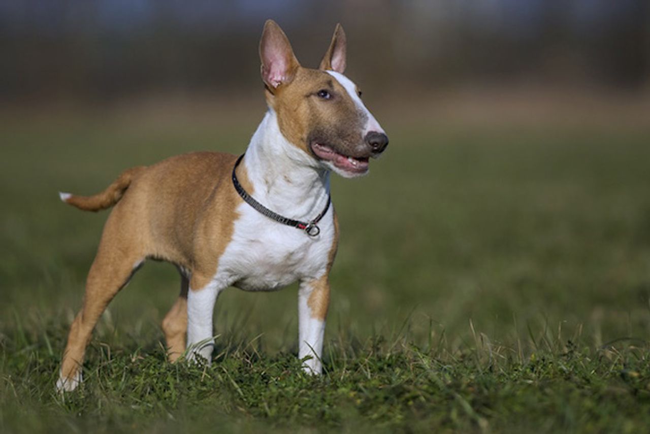 Bull Terrier