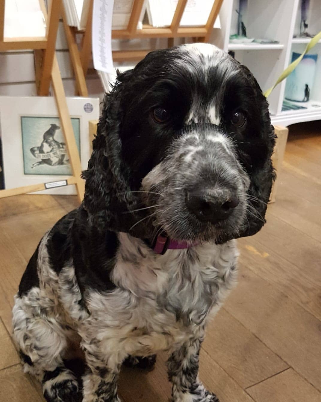Cocker Spaniel