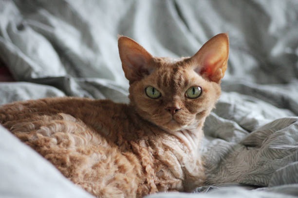 Devon Rex