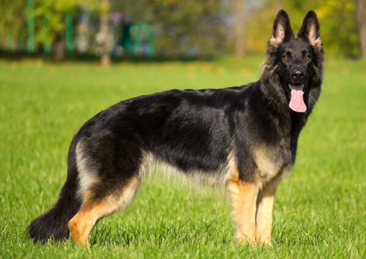 German Shepherd