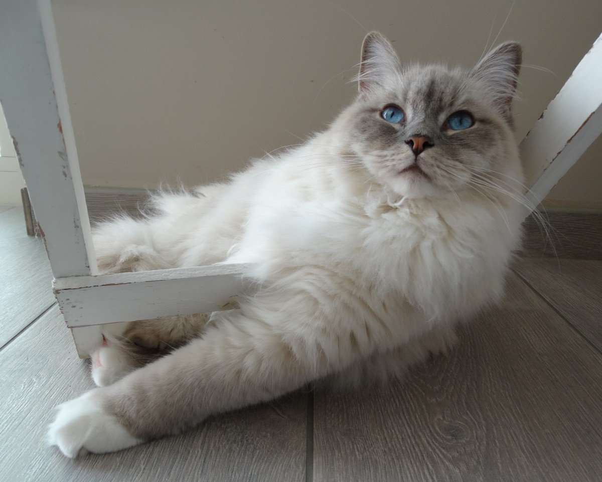 Himalayan