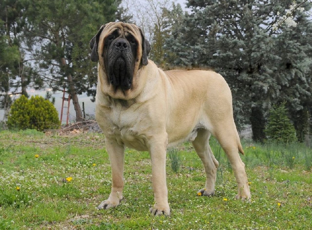 Mastiff