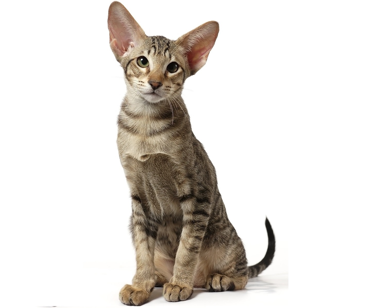 Oriental Shorthair