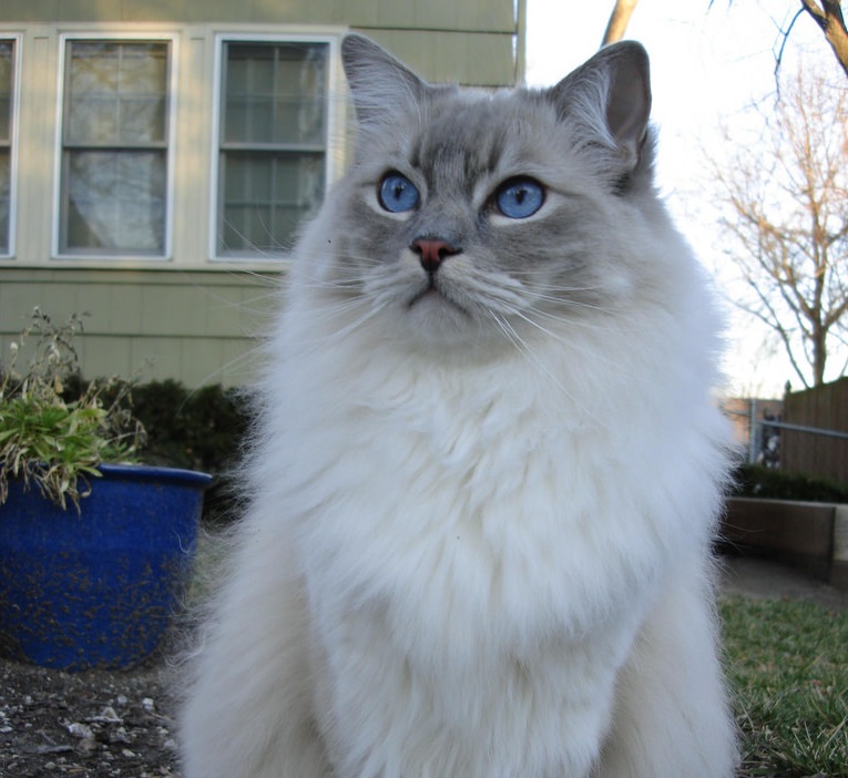 Ragdoll