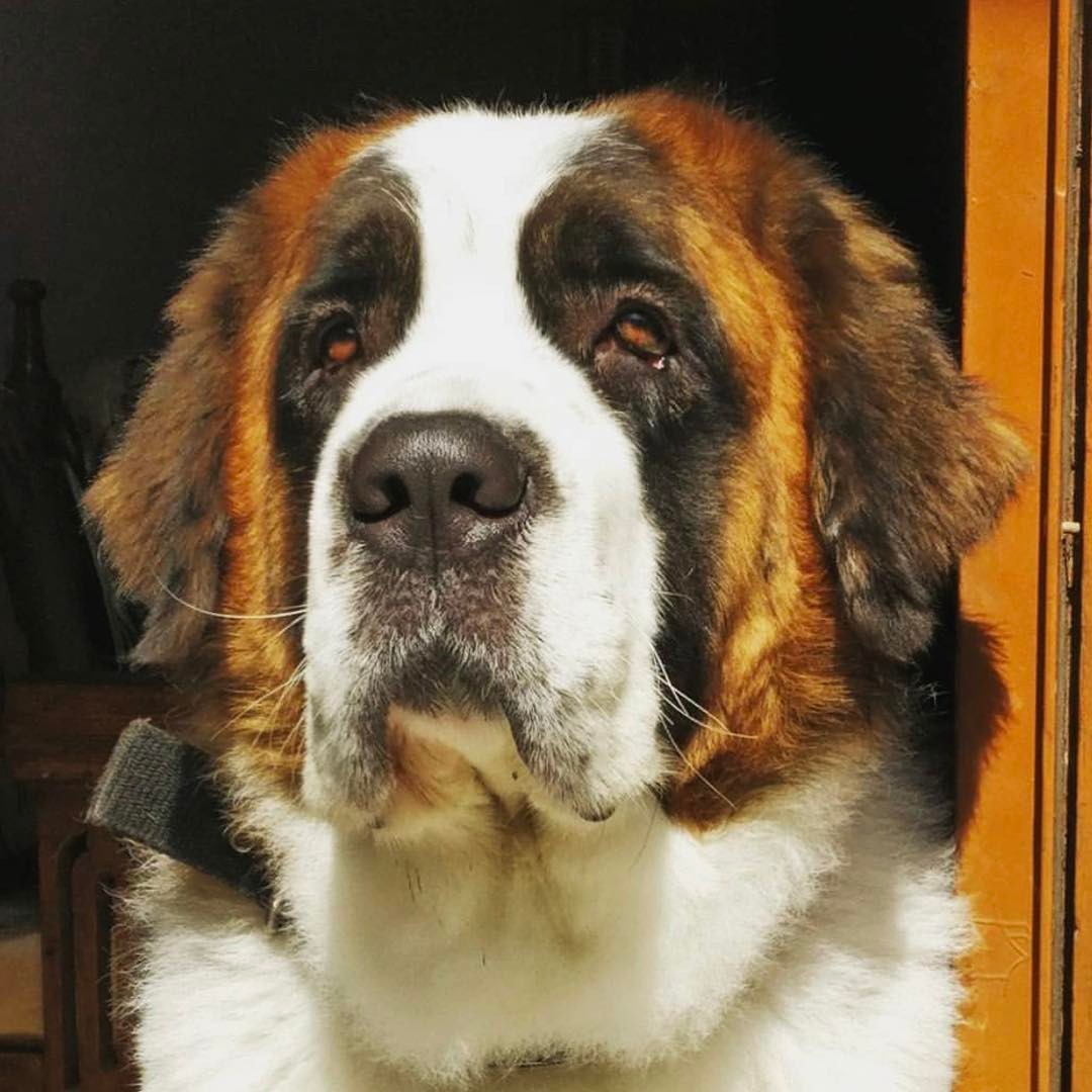 Saint Bernard