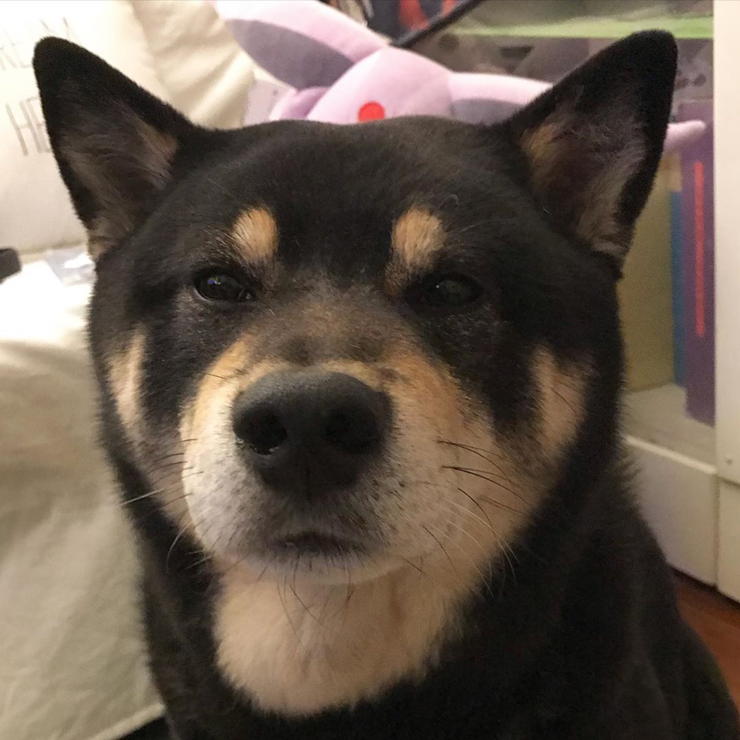 Shiba Inu